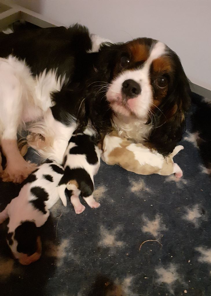 Des Cavaliers De La Blaise - Cavalier King Charles Spaniel - Portée née le 15/12/2019