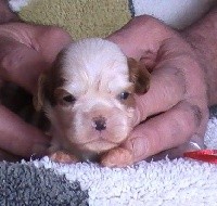 Des Cavaliers De La Blaise - Cavalier King Charles Spaniel - Portée née le 13/02/2019