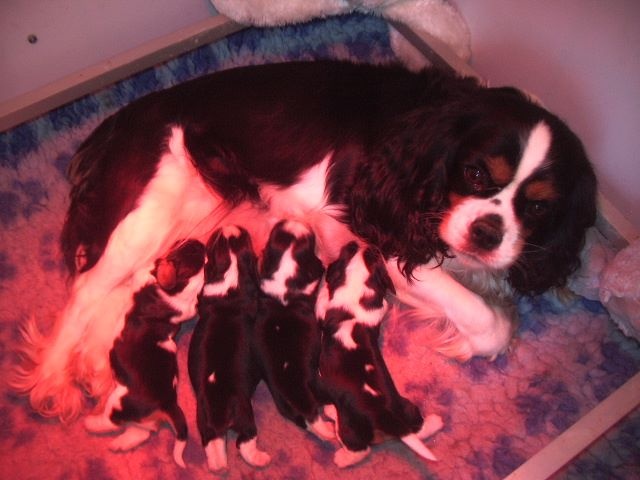 Des Cavaliers De La Blaise - Cavalier King Charles Spaniel - Portée née le 03/04/2016