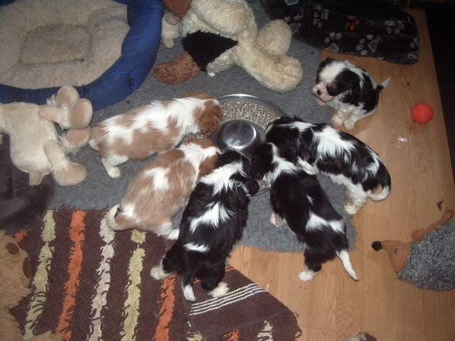 Des Cavaliers De La Blaise - Cavalier King Charles Spaniel - Portée née le 11/05/2016